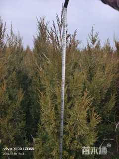 高度120厘米蜀桧