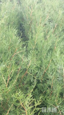高度50厘米侧柏小苗