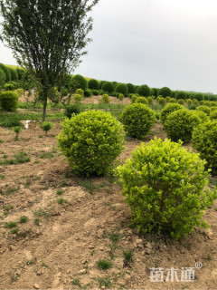 冠幅120厘米金叶女贞球