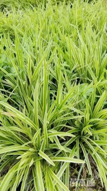 高度20厘米金边麦冬