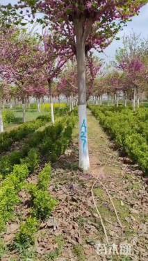 高度550厘米紫荆