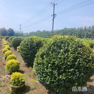 冠幅80厘米金叶女贞球