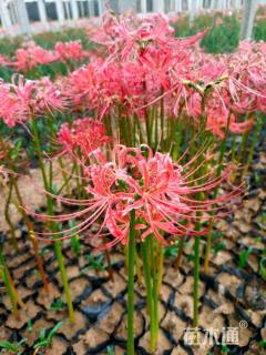 高度10厘米石蒜