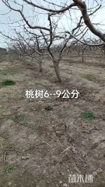 8公分桃树