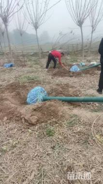 8公分金叶复叶槭