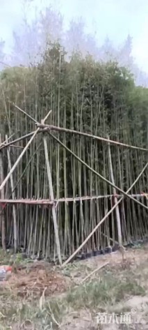 刚竹