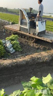 高度40厘米金森女贞