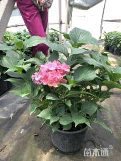 高度40厘米八仙花