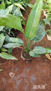 高度30厘米天堂鸟