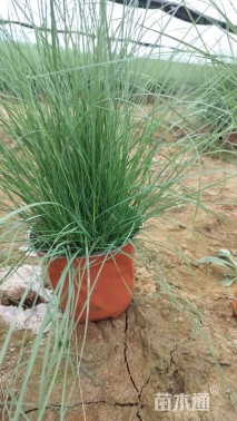 高度28厘米粉黛乱子草