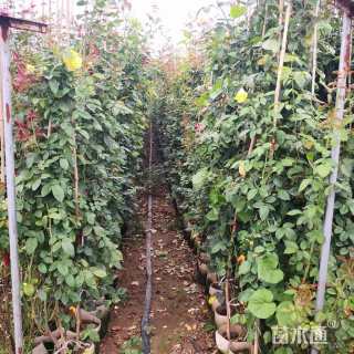 100厘米藤本月季