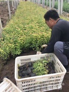 高度15厘米金焰绣线菊