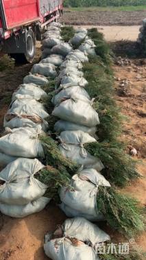 高度50厘米侧柏