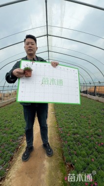 高度10厘米欧石竹