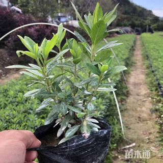 高度15厘米毛鹃