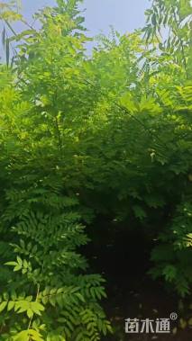 7公分矮接金枝槐