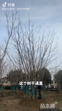 高度900厘米丛生三角枫