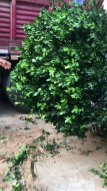 冠幅100厘米大叶冬青球