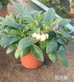 高度10厘米人参果