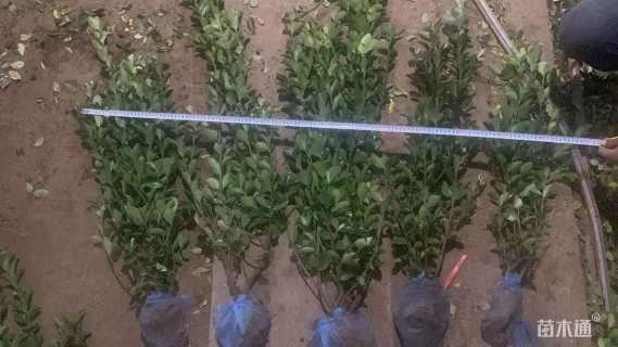 高度50厘米大叶黄杨