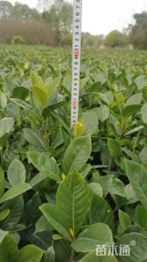 高度30厘米大叶栀子