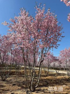10公分樱花