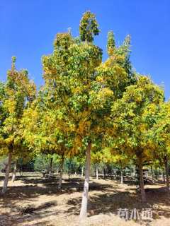 12公分金叶复叶槭