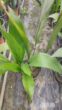 高度30厘米一叶兰