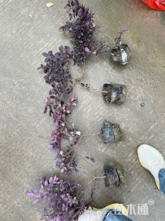 高度40厘米红花继木小苗