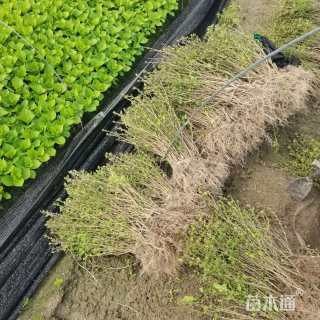 高度30厘米六月雪