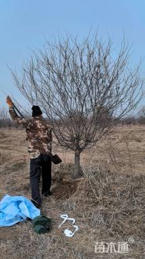 10公分垂丝海棠