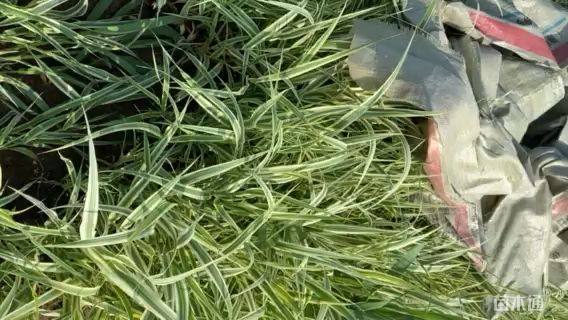 高度45厘米银边山菅兰