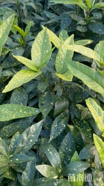 高度50厘米桃叶珊瑚