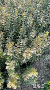 高度50厘米冬红卫矛