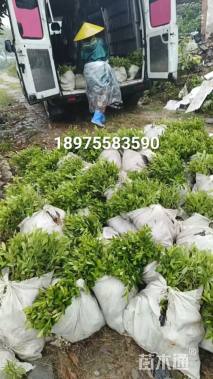 高度30厘米毛鹃