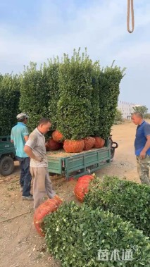 高度200厘米大叶黄杨柱