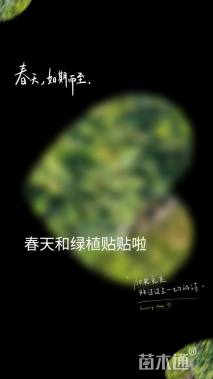 高度30厘米海桐小苗