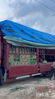 高度50厘米大花月季