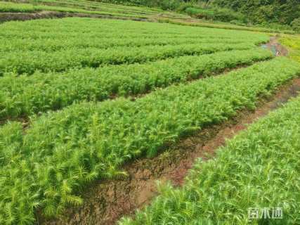 高度40厘米杉木小苗