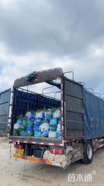 高度50厘米晚香玉