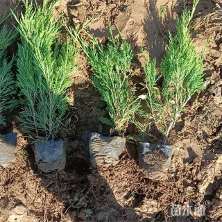高度50厘米沙地柏