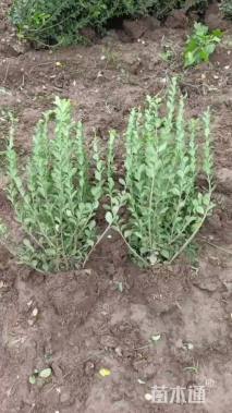 高度50厘米卫矛