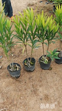 高度50厘米粉花夹竹桃