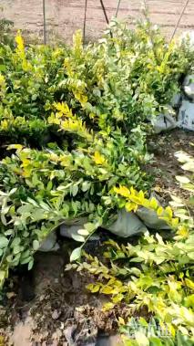 高度40厘米金森女贞小苗