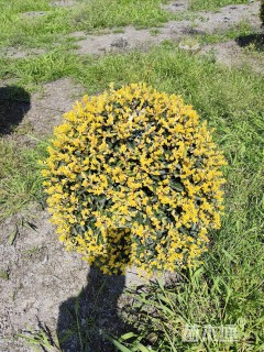 冠幅100厘米金禾女贞球