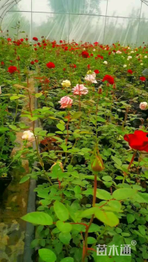 高度30厘米大花月季