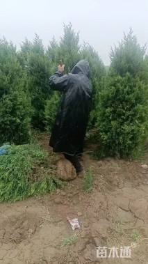 高度400厘米望都塔桧