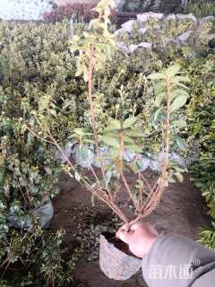 容器苗安酷杜鹃