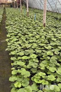 高度30厘米鼠尾草