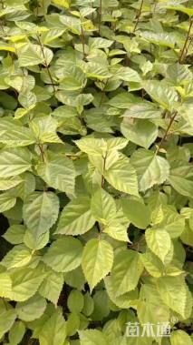 高度30厘米扶桑